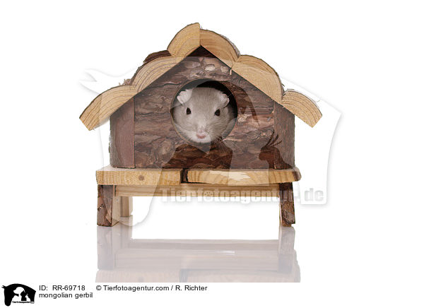 mongolian gerbil / RR-69718