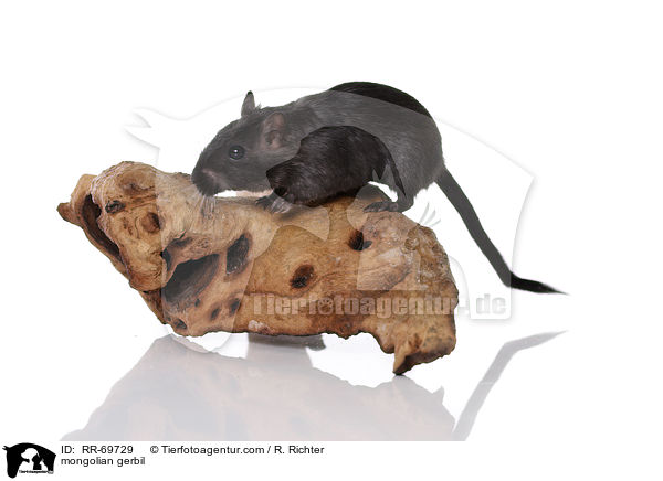 Mongolische Wstenrennmaus / mongolian gerbil / RR-69729