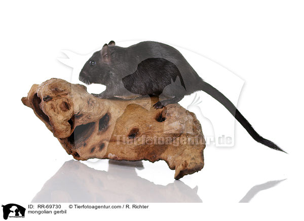 Mongolische Wstenrennmaus / mongolian gerbil / RR-69730