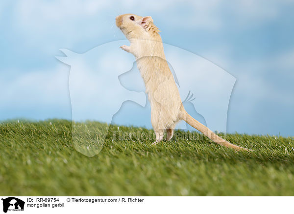 mongolian gerbil / RR-69754