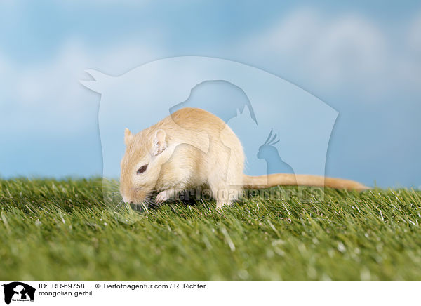 Mongolische Wstenrennmaus / mongolian gerbil / RR-69758