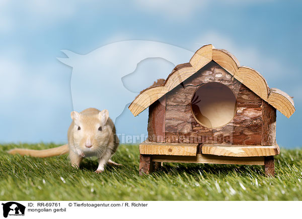 mongolian gerbil / RR-69761