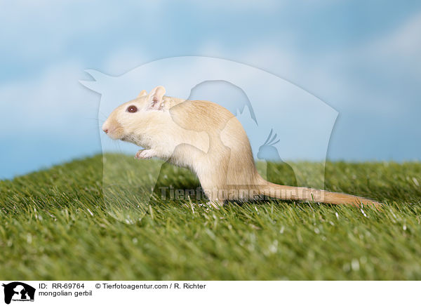 Mongolische Wstenrennmaus / mongolian gerbil / RR-69764
