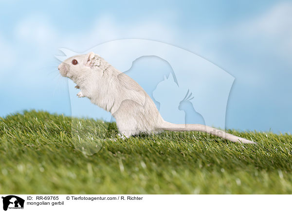 mongolian gerbil / RR-69765