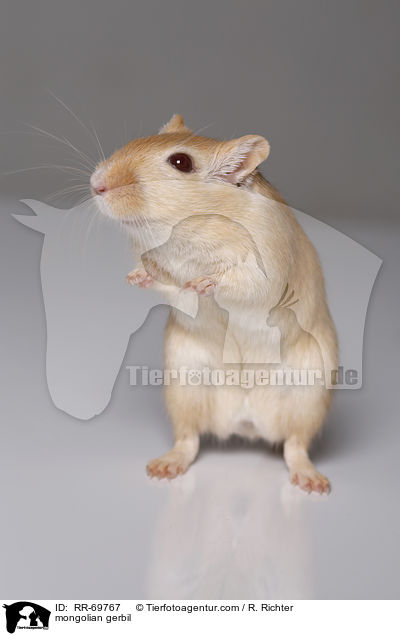 Mongolische Wstenrennmaus / mongolian gerbil / RR-69767