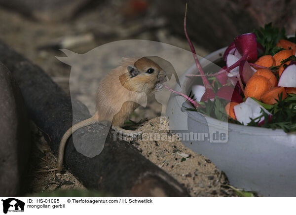 mongolian gerbil / HS-01095