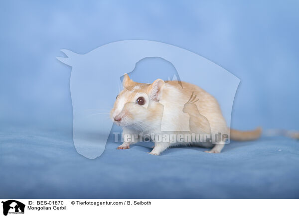 Mongolian Gerbil / BES-01870