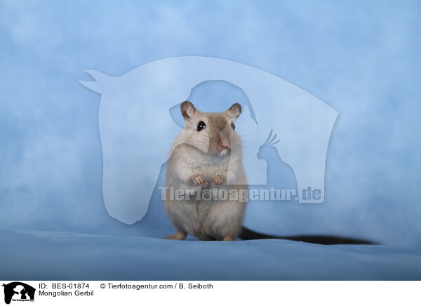 Mongolische Wstenrennmaus / Mongolian Gerbil / BES-01874
