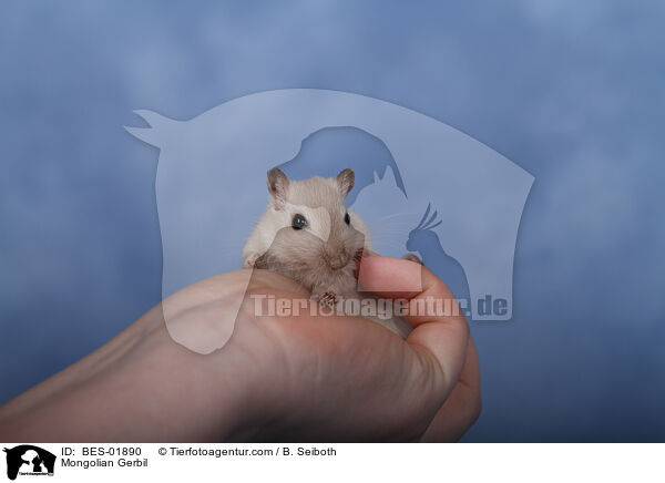 Mongolian Gerbil / BES-01890