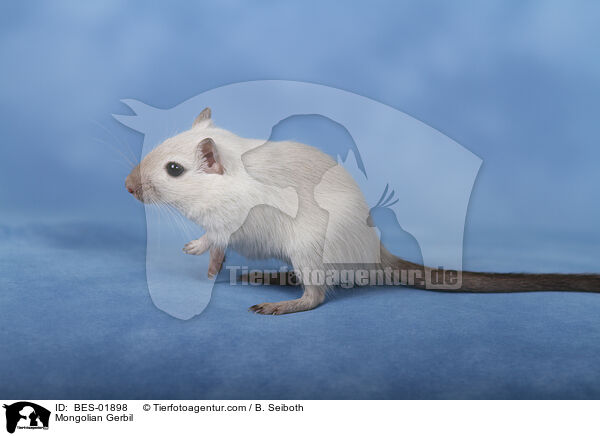 Mongolische Wstenrennmaus / Mongolian Gerbil / BES-01898