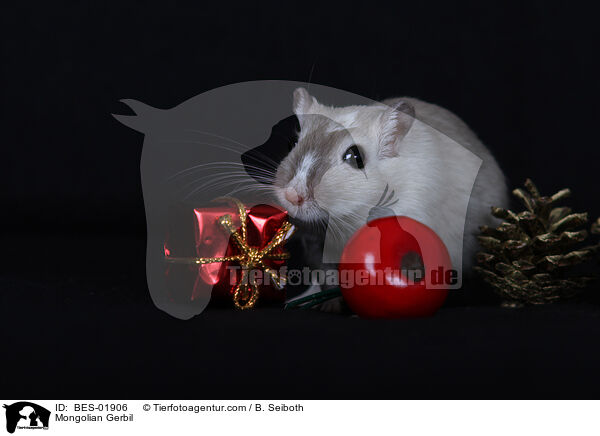 Mongolische Wstenrennmaus / Mongolian Gerbil / BES-01906