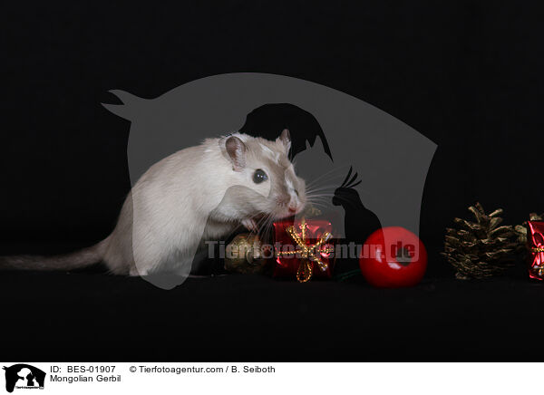 Mongolische Wstenrennmaus / Mongolian Gerbil / BES-01907