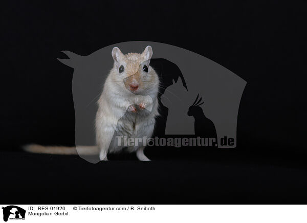 Mongolian Gerbil / BES-01920