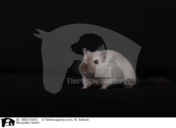 Mongolische W�stenrennmaus / Mongolian Gerbil / BES-01933