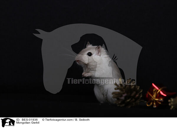 Mongolische Wstenrennmaus / Mongolian Gerbil / BES-01936