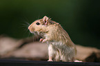 Mongolian gerbil