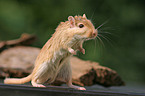 Mongolian gerbil