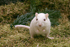 mongolian gerbil