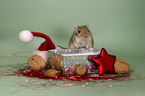 Gerbil at Christmas