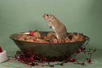 Gerbil at Christmas