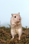 Mongolian gerbil