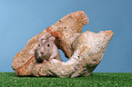 Mongolian gerbil