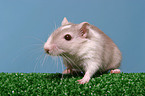 Mongolian gerbil