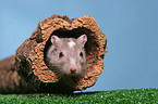 Mongolian gerbil