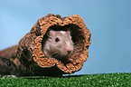 Mongolian gerbil