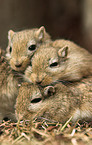 Mongolian gerbil