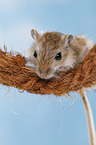 mongolian gerbil