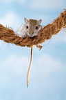 mongolian gerbil