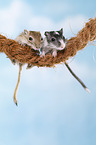 2 mongolian gerbils