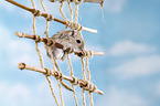 mongolian gerbil