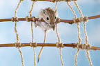 mongolian gerbil