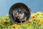 3 mongolian gerbils