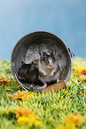 3 mongolian gerbils