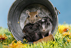 3 mongolian gerbils