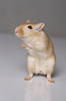 mongolian gerbil