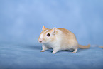 Mongolian Gerbil