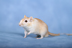 Mongolian Gerbil