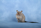 Mongolian Gerbil