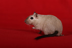 Mongolian Gerbil