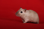 Mongolian Gerbil