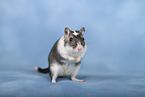 Mongolian Gerbil