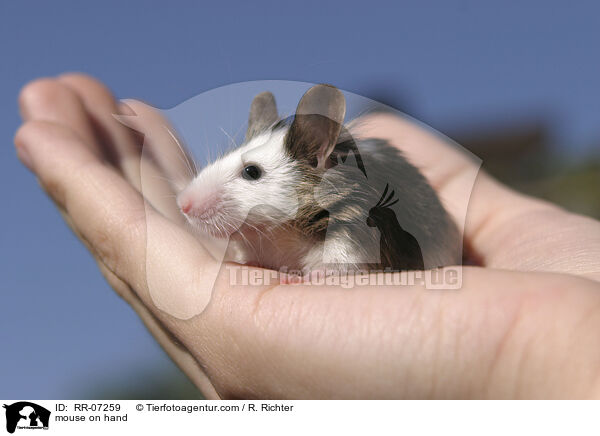 mouse on hand / RR-07259