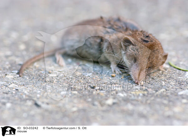 mouse / SO-03242