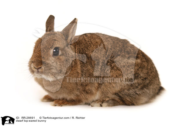 dwarf lop-eared bunny / RR-28691