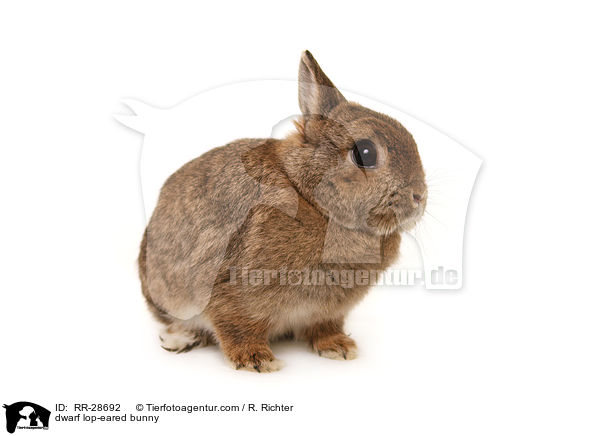 dwarf lop-eared bunny / RR-28692