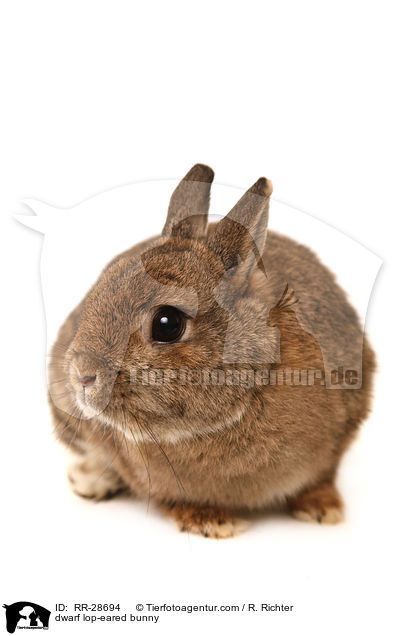 dwarf lop-eared bunny / RR-28694